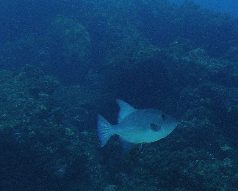 Divesite Image