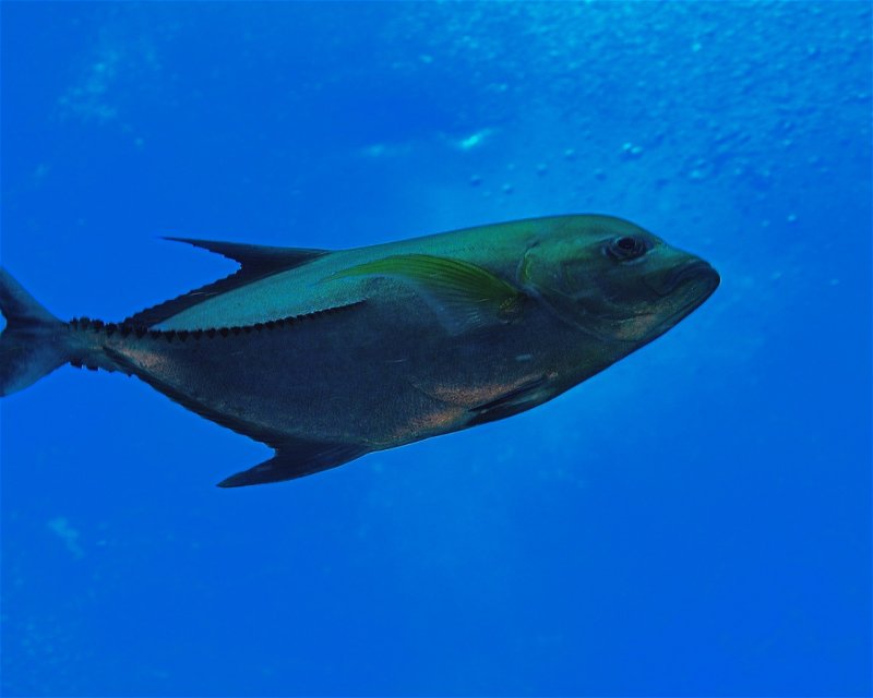 Divesite Image