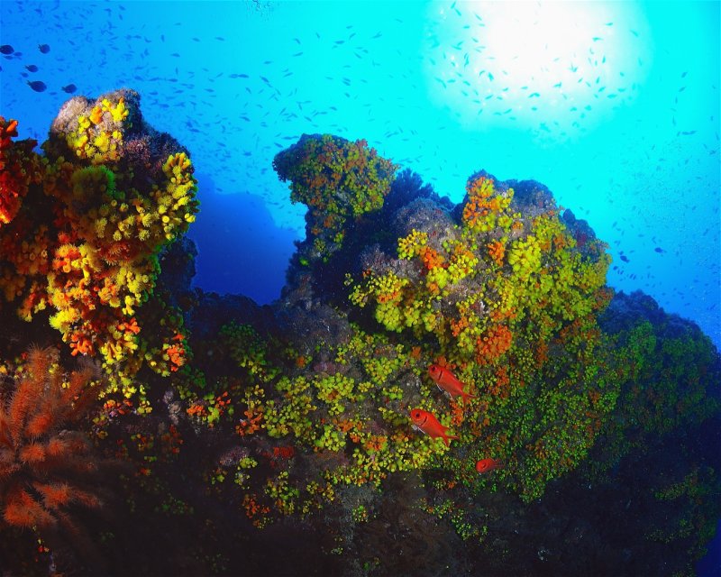 Divesite Image