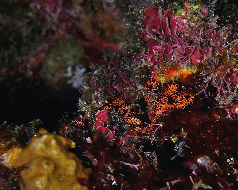 Divesite Image