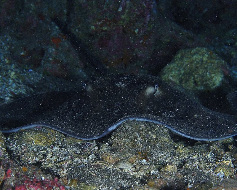 Divesite Image