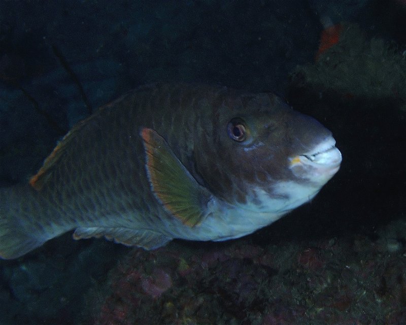 Divesite Image
