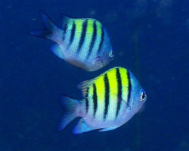 Divesite Image