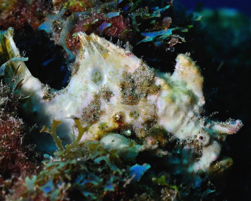 Divesite Image