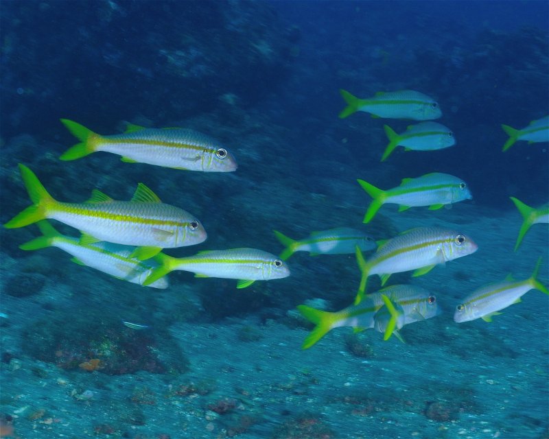 Divesite Image