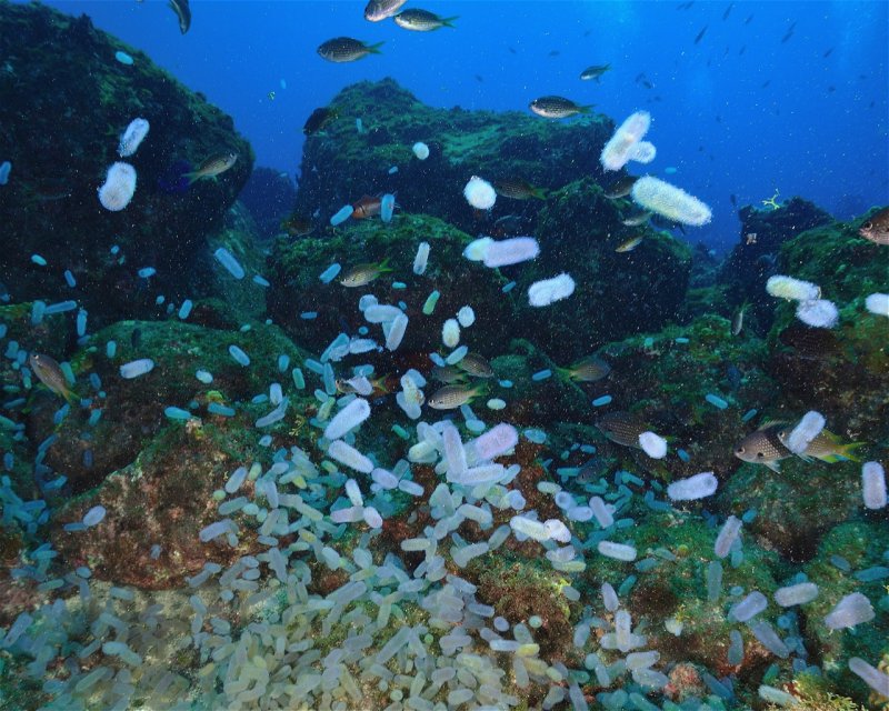 Divesite Image