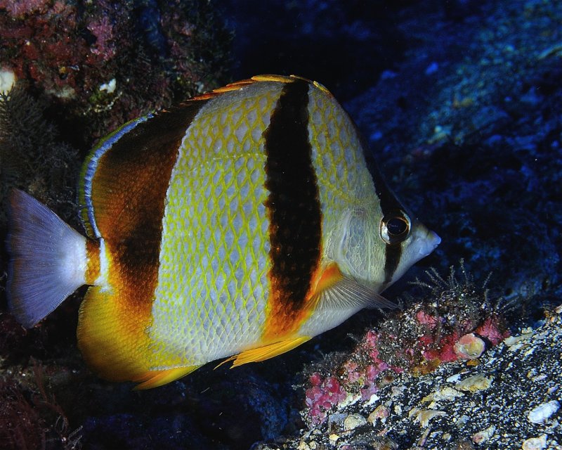 Divesite Image