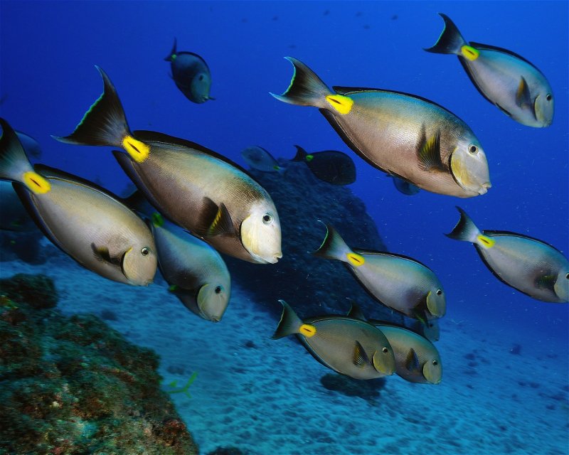 Divesite Image