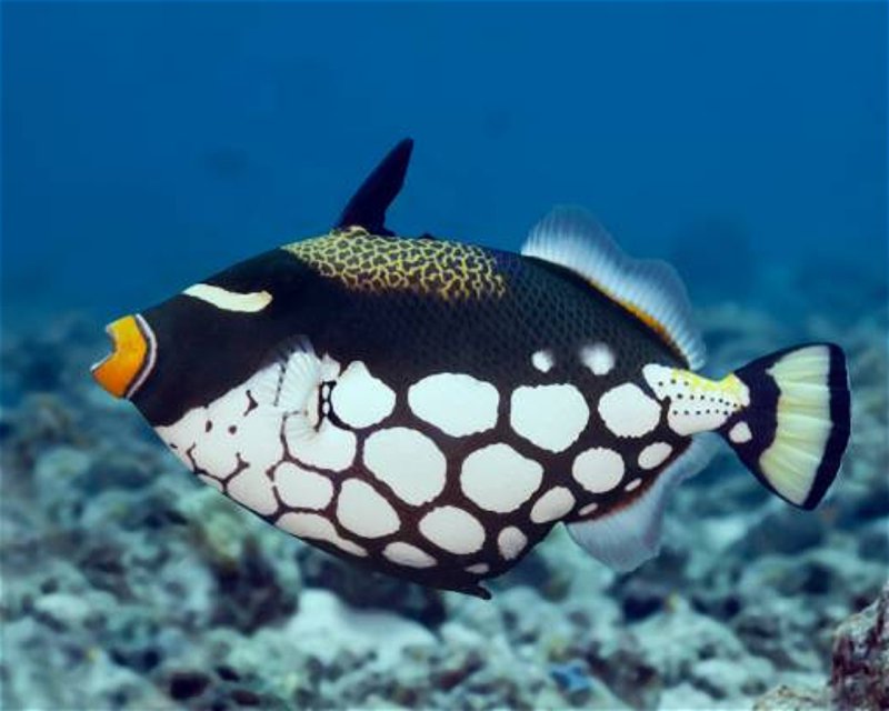 Divesite Image