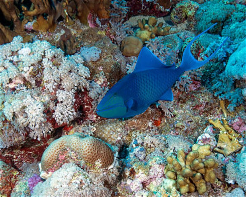 Divesite Image