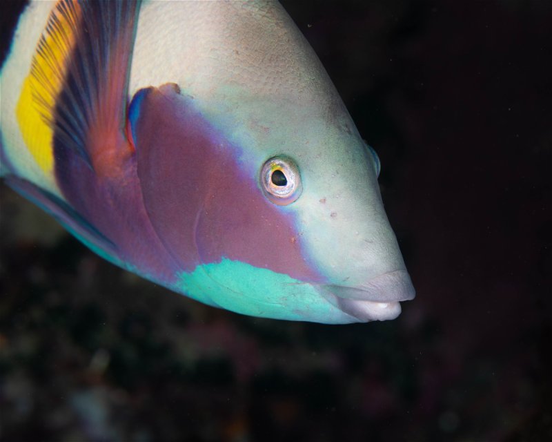 Divesite Image