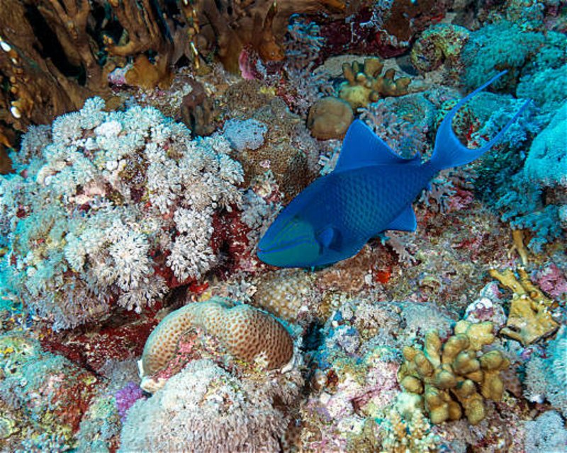Divesite Image