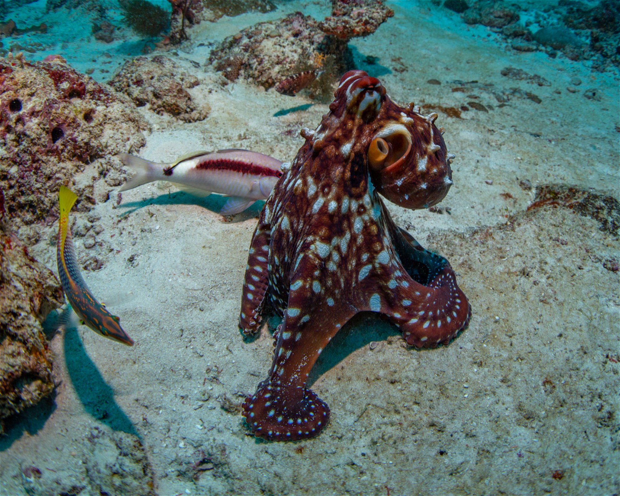 Sub Oceanic at Hilton Maldives Amingiri, 20188 North Male Atoll