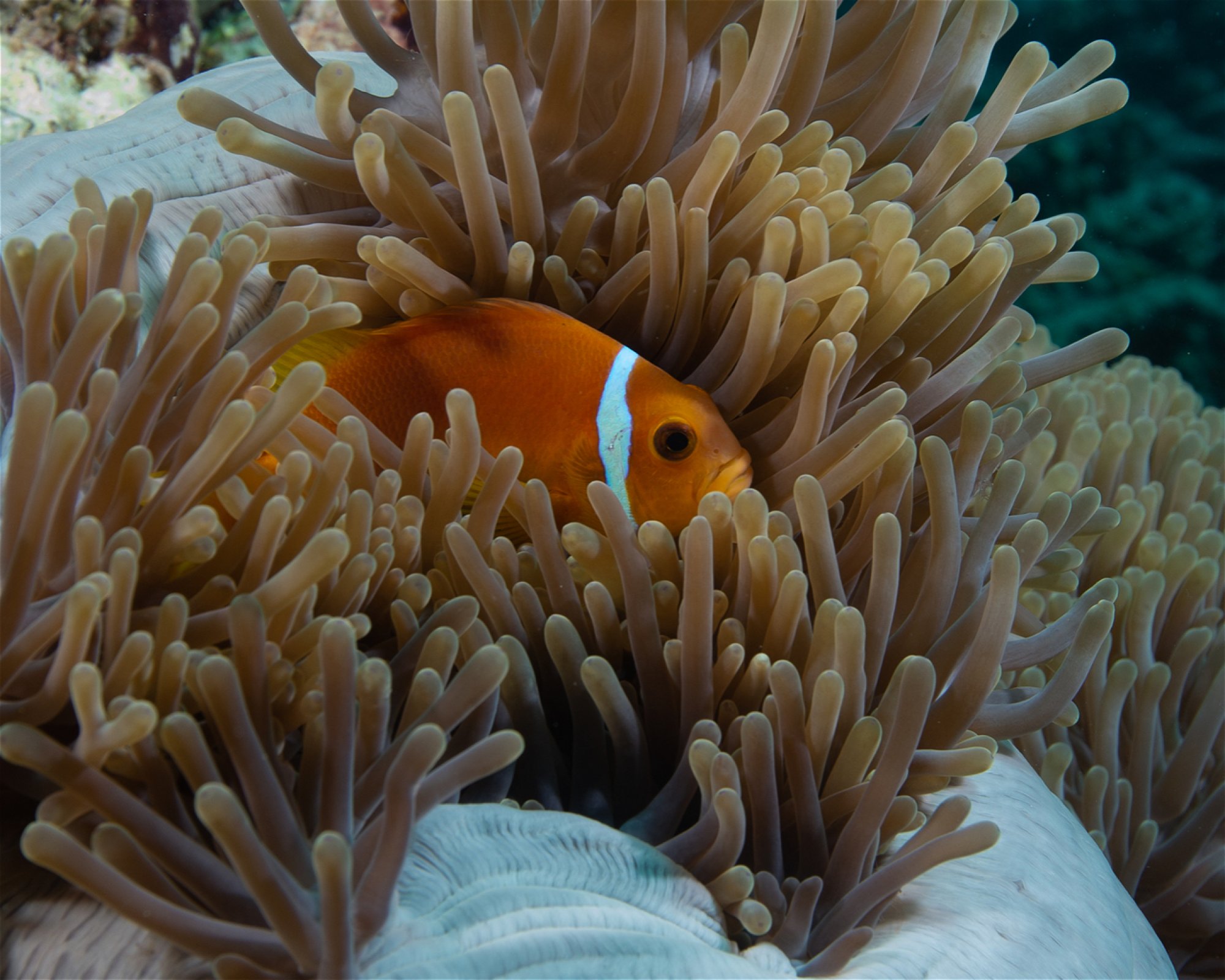 Sub Oceanic at Hilton Maldives Amingiri, 20188 North Male Atoll