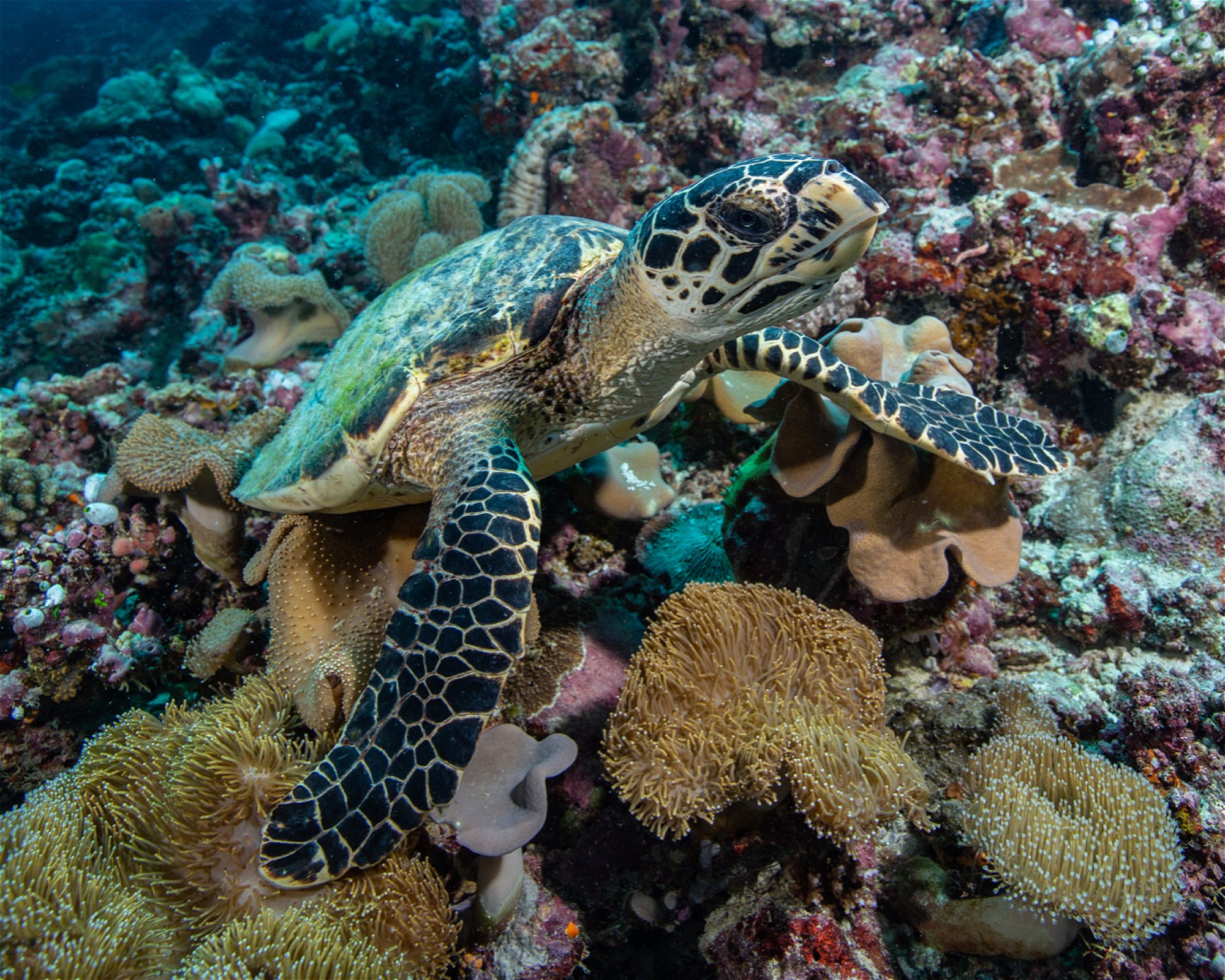 Sub Oceanic at Hilton Maldives Amingiri, 20188 North Male Atoll