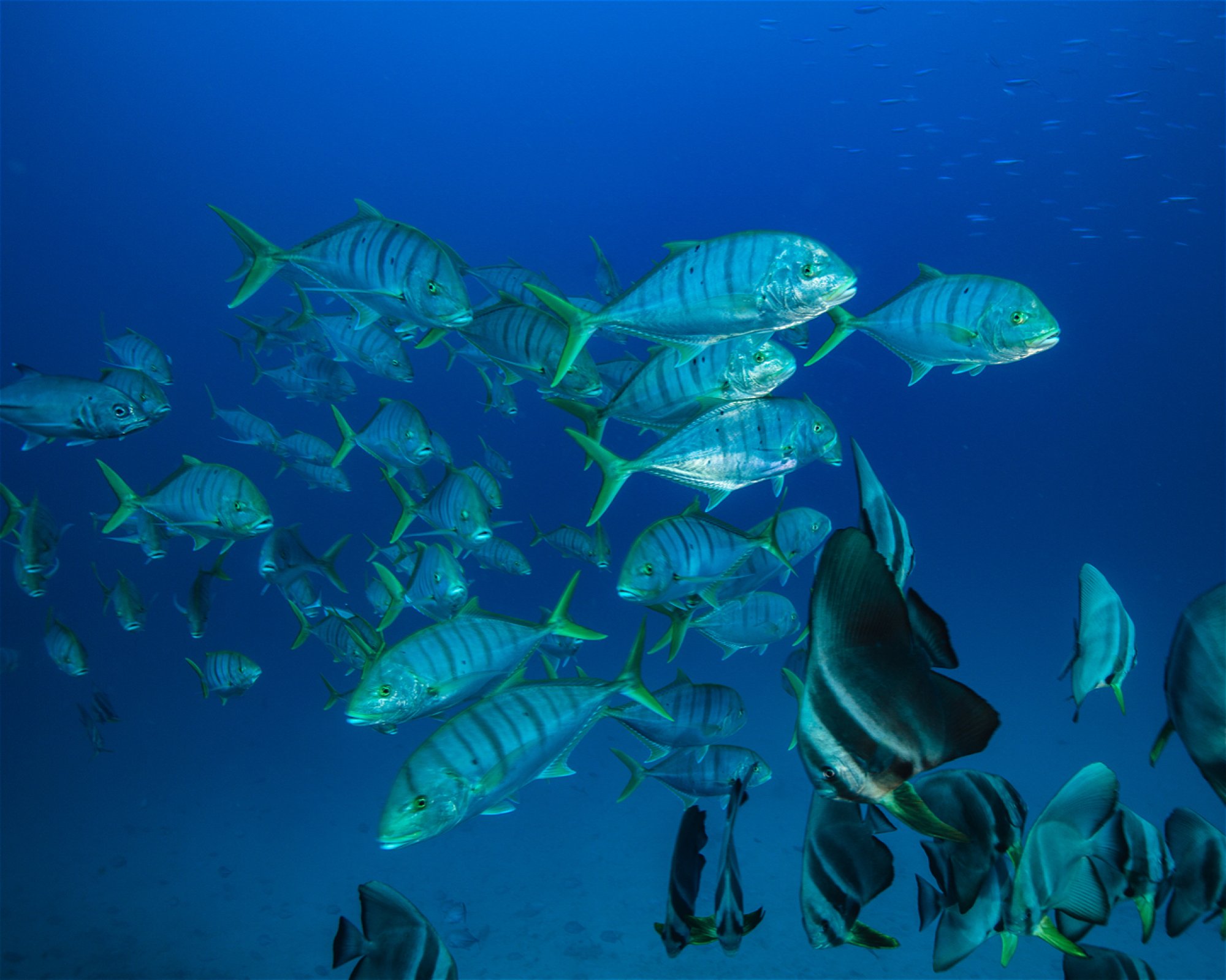 Sub Oceanic at Hilton Maldives Amingiri, 20188 North Male Atoll