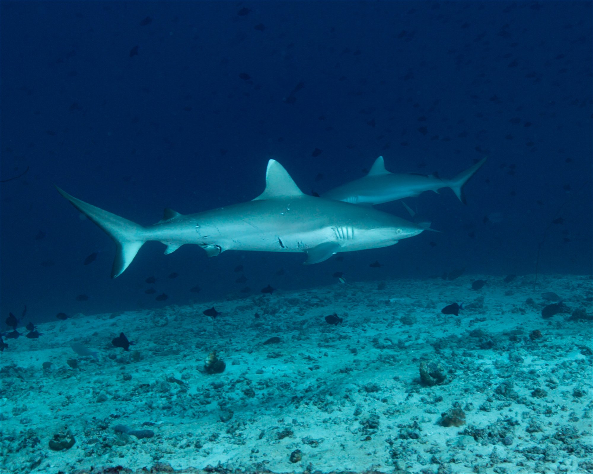 Sub Oceanic at Hilton Maldives Amingiri, 20188 North Male Atoll