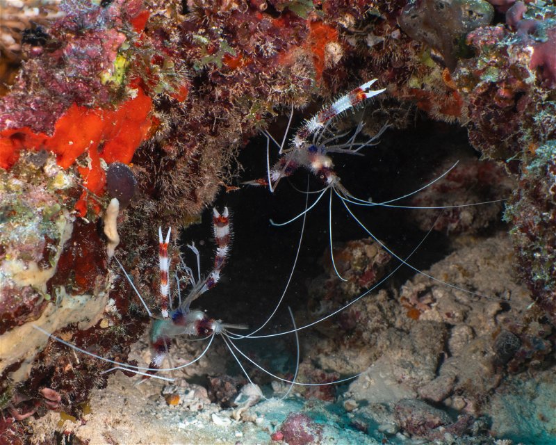 Divesite Image