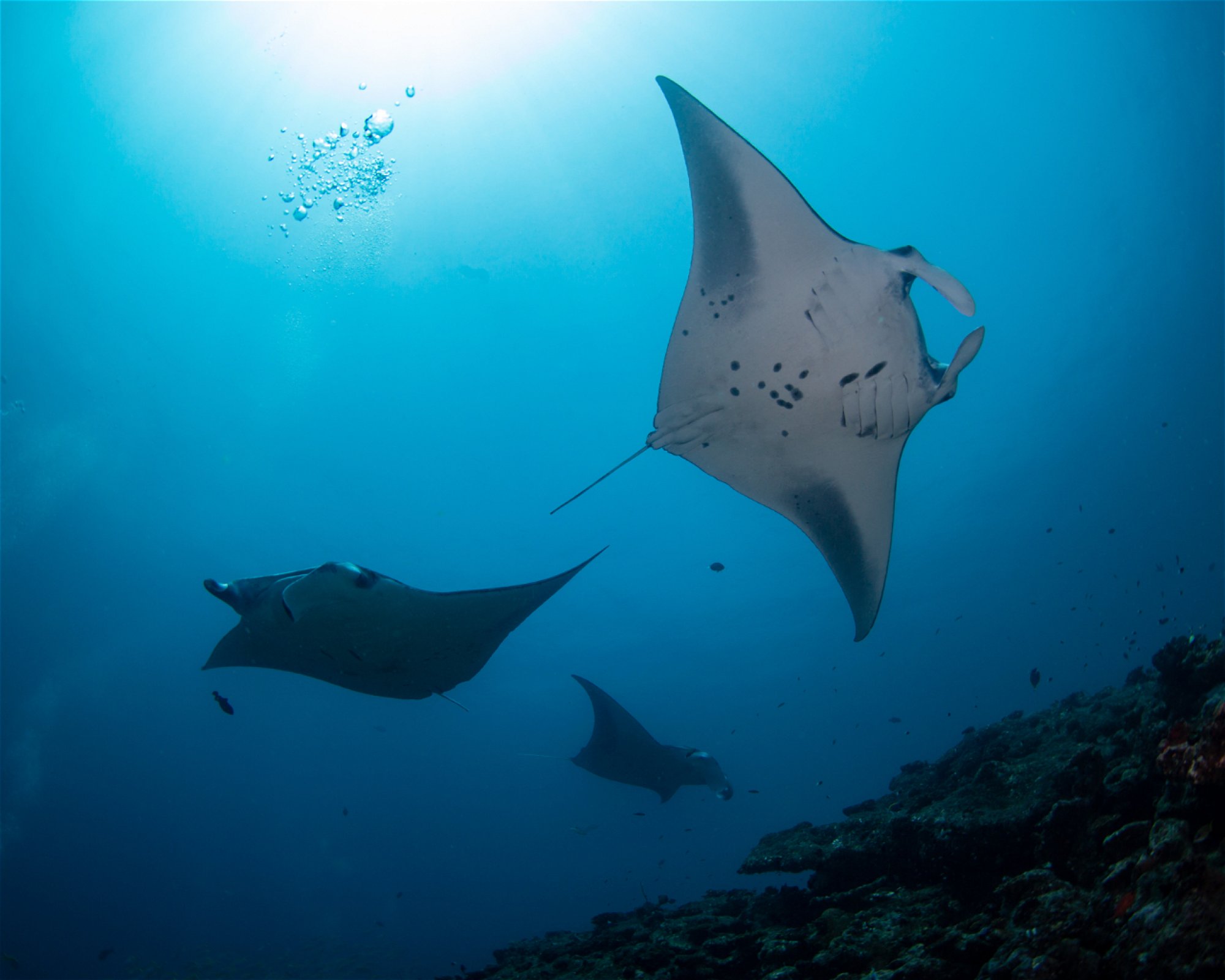 Sub Oceanic at Hilton Maldives Amingiri, 20188 North Male Atoll