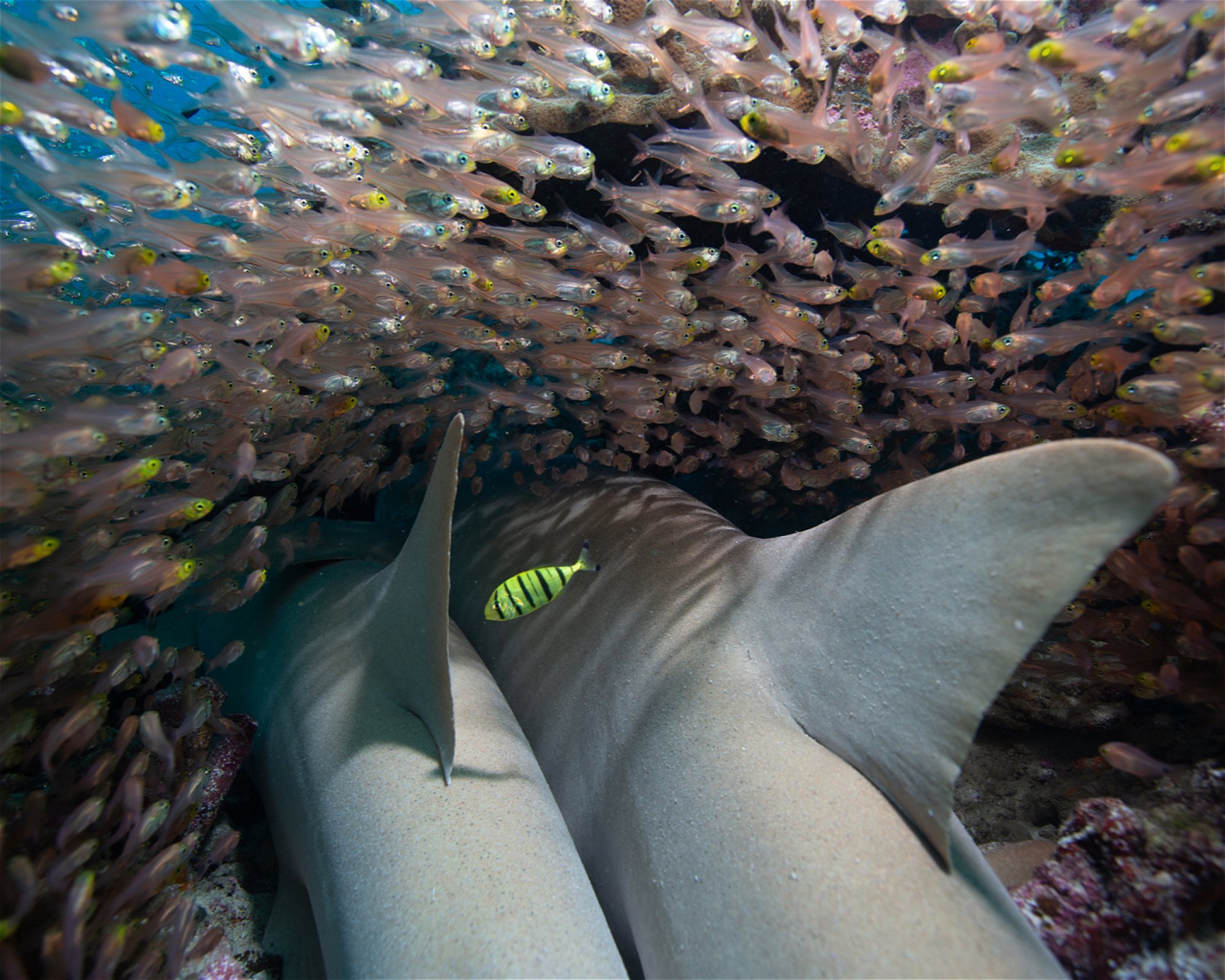 Sub Oceanic at Hilton Maldives Amingiri, 20188 North Male Atoll
