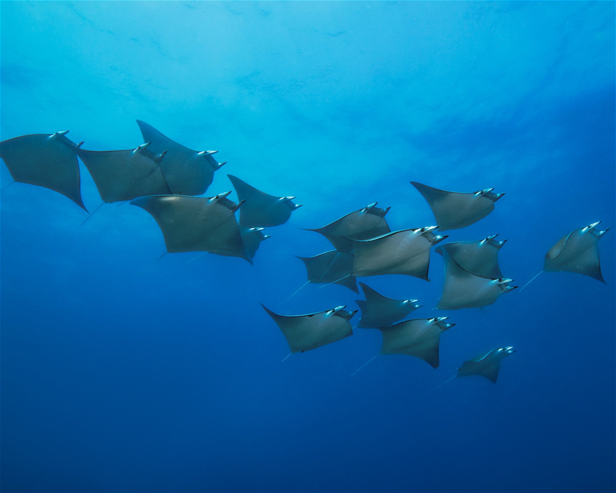 Sub Oceanic at Hilton Maldives Amingiri, 20188 North Male Atoll