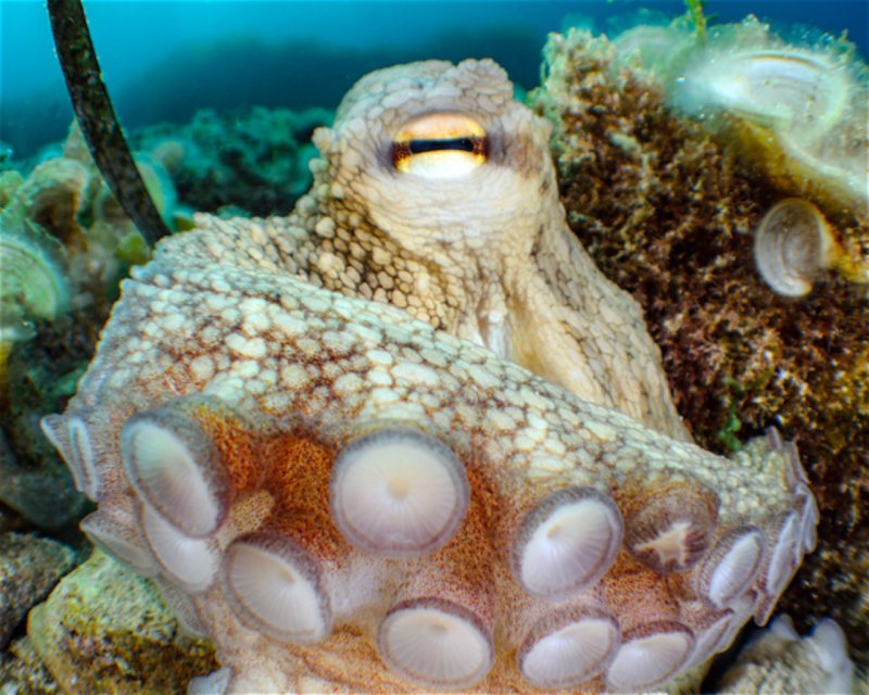 Divesite Image