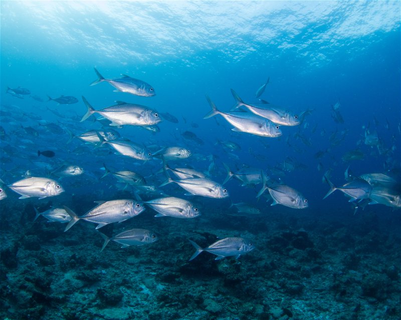 Divesite Image
