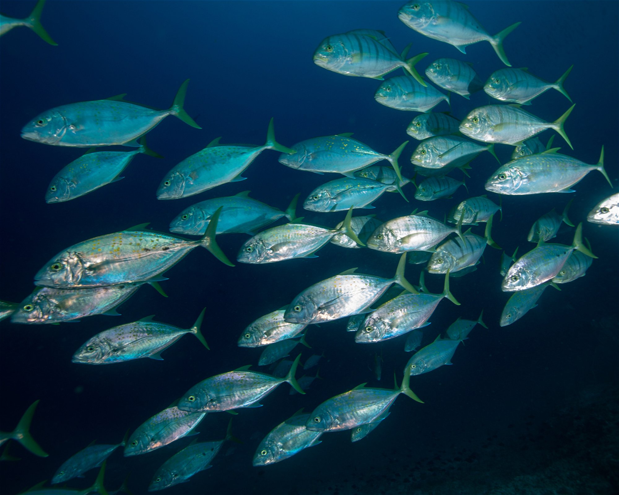 Sub Oceanic at Hilton Maldives Amingiri, 20188 North Male Atoll