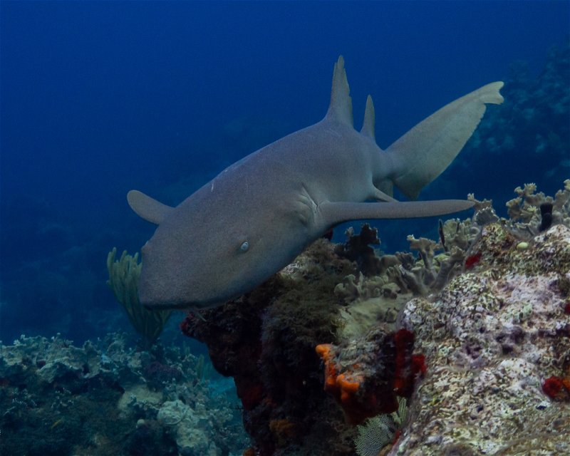 Divesite Image