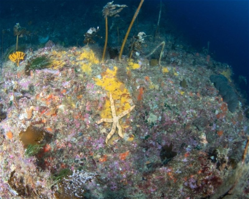 Divesite Image