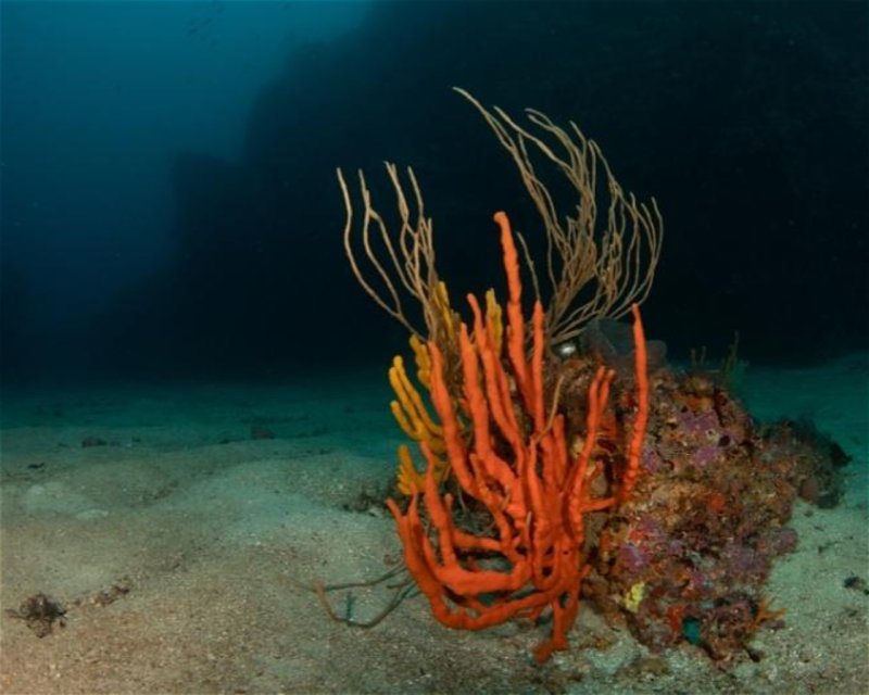 Divesite Image
