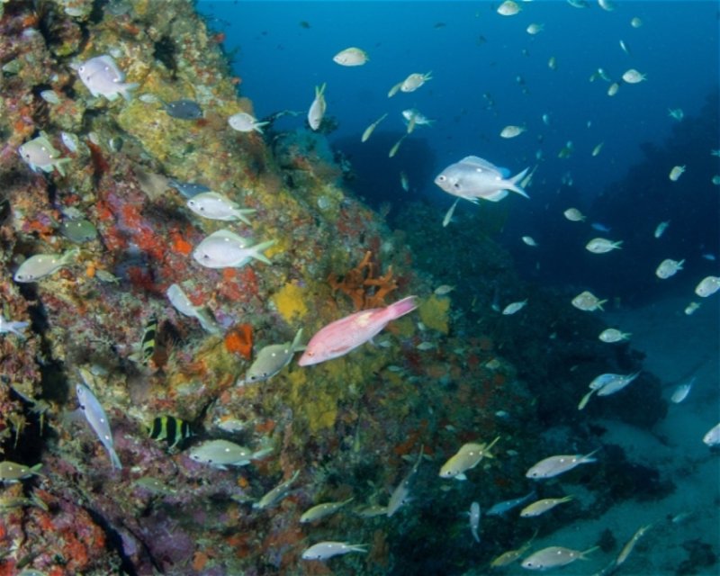 Divesite Image