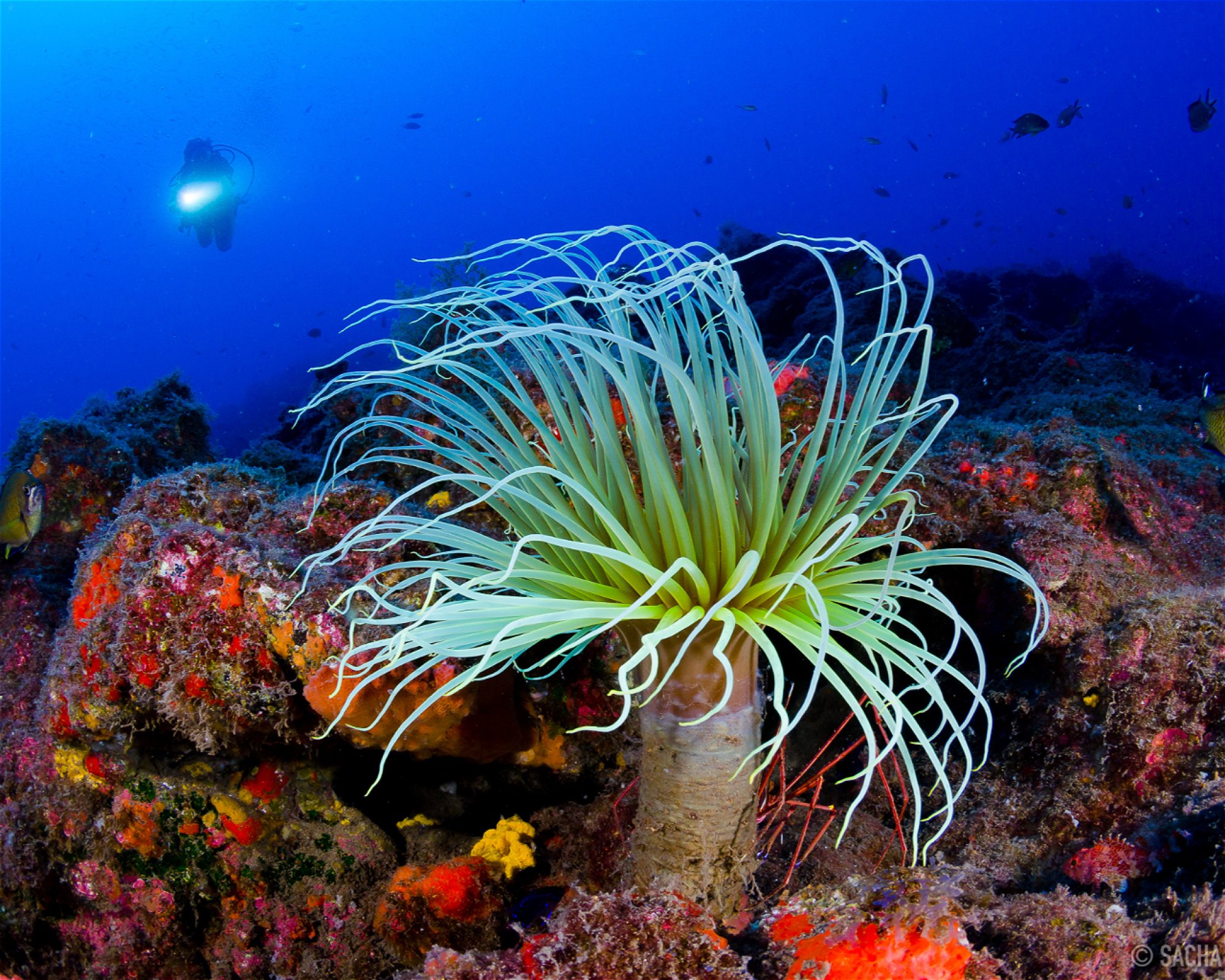 MACARONESIAN DIVERS, 38109 El Rosario
