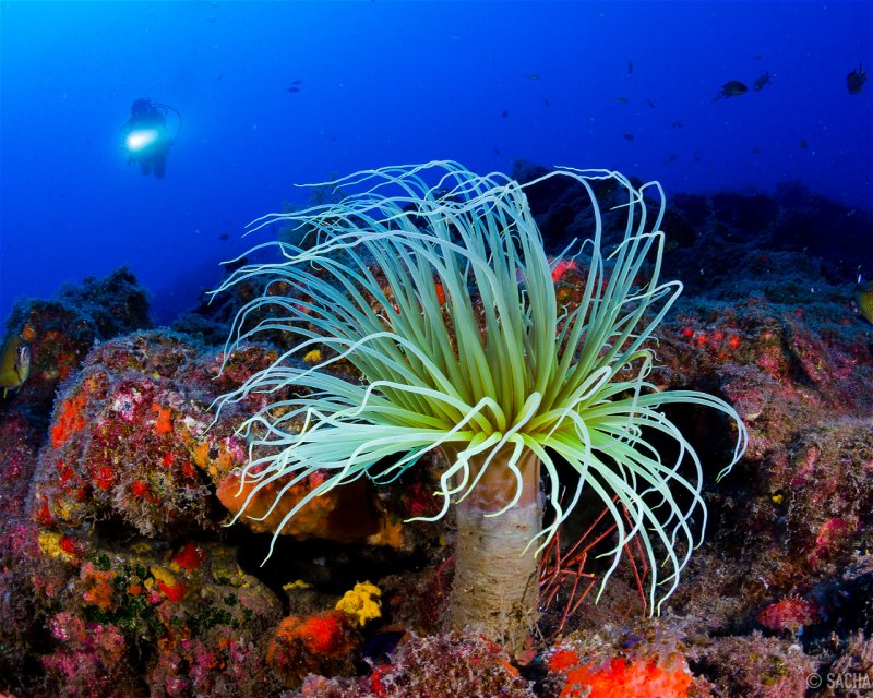 Divesite Image