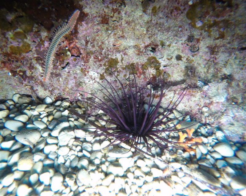 Divesite Image