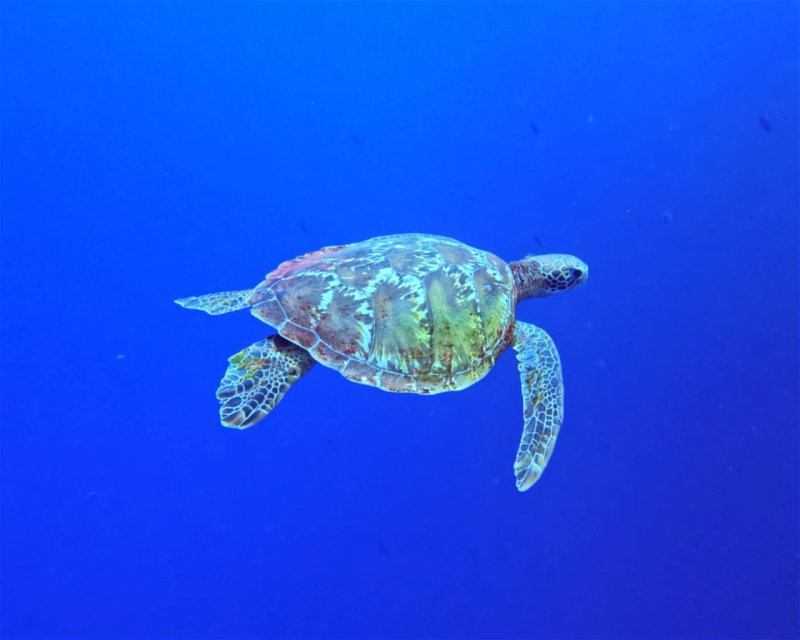 Divesite Image