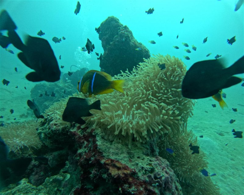 Divesite Image
