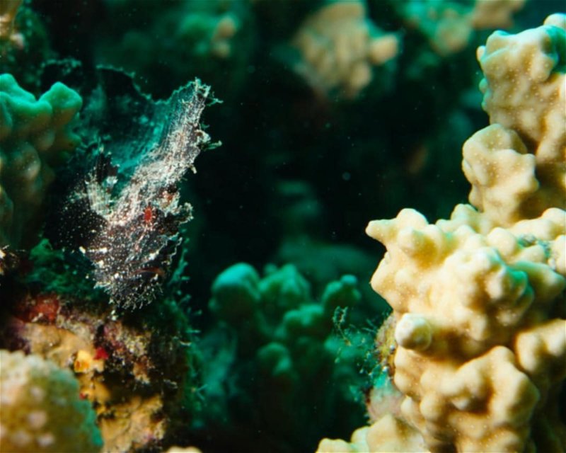 Divesite Image