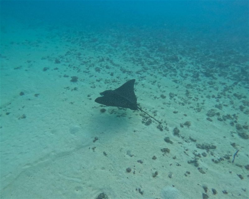 Divesite Image