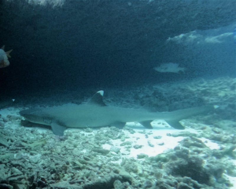 Divesite Image