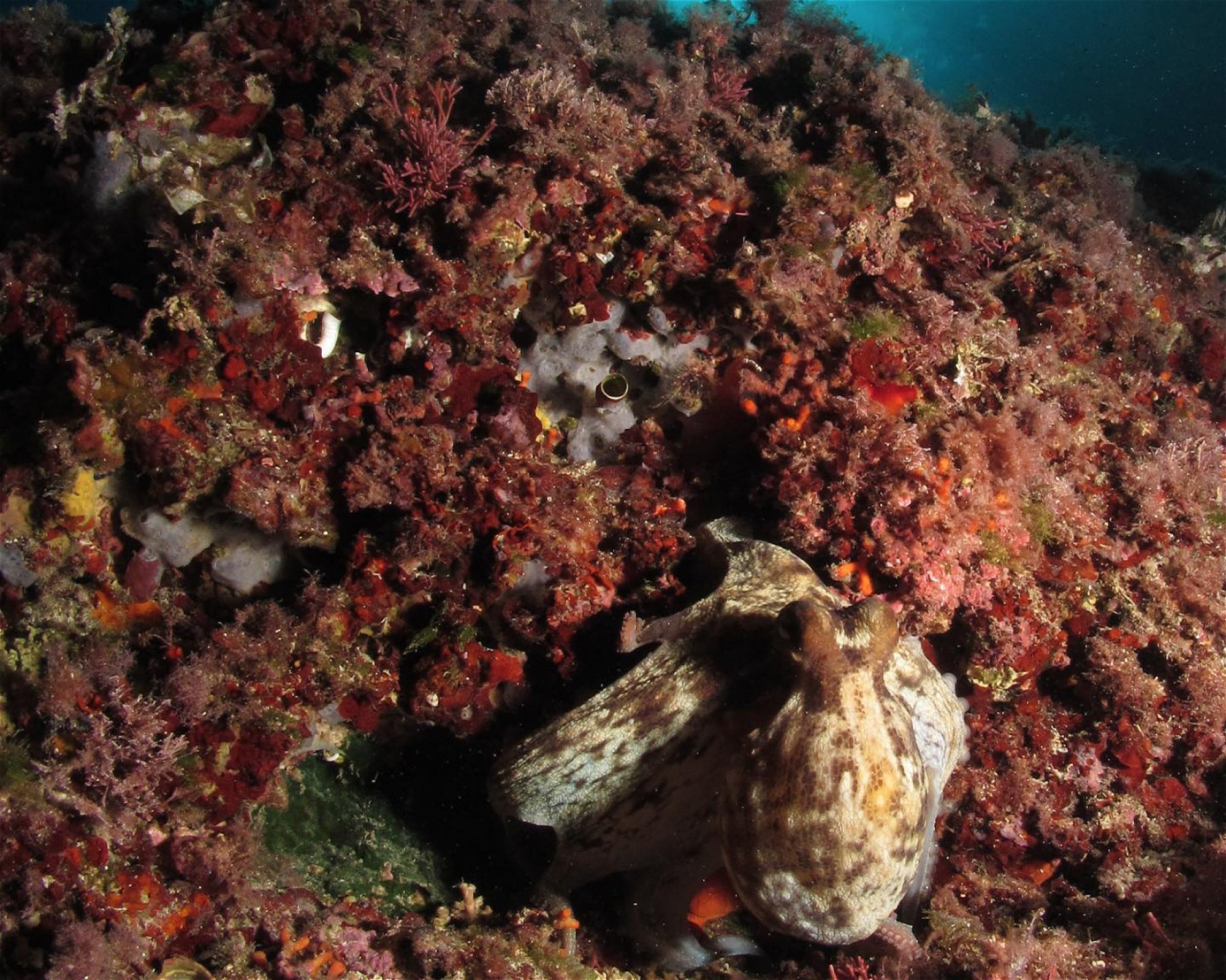 Deep Blue Diving, 22203 Rogoznica