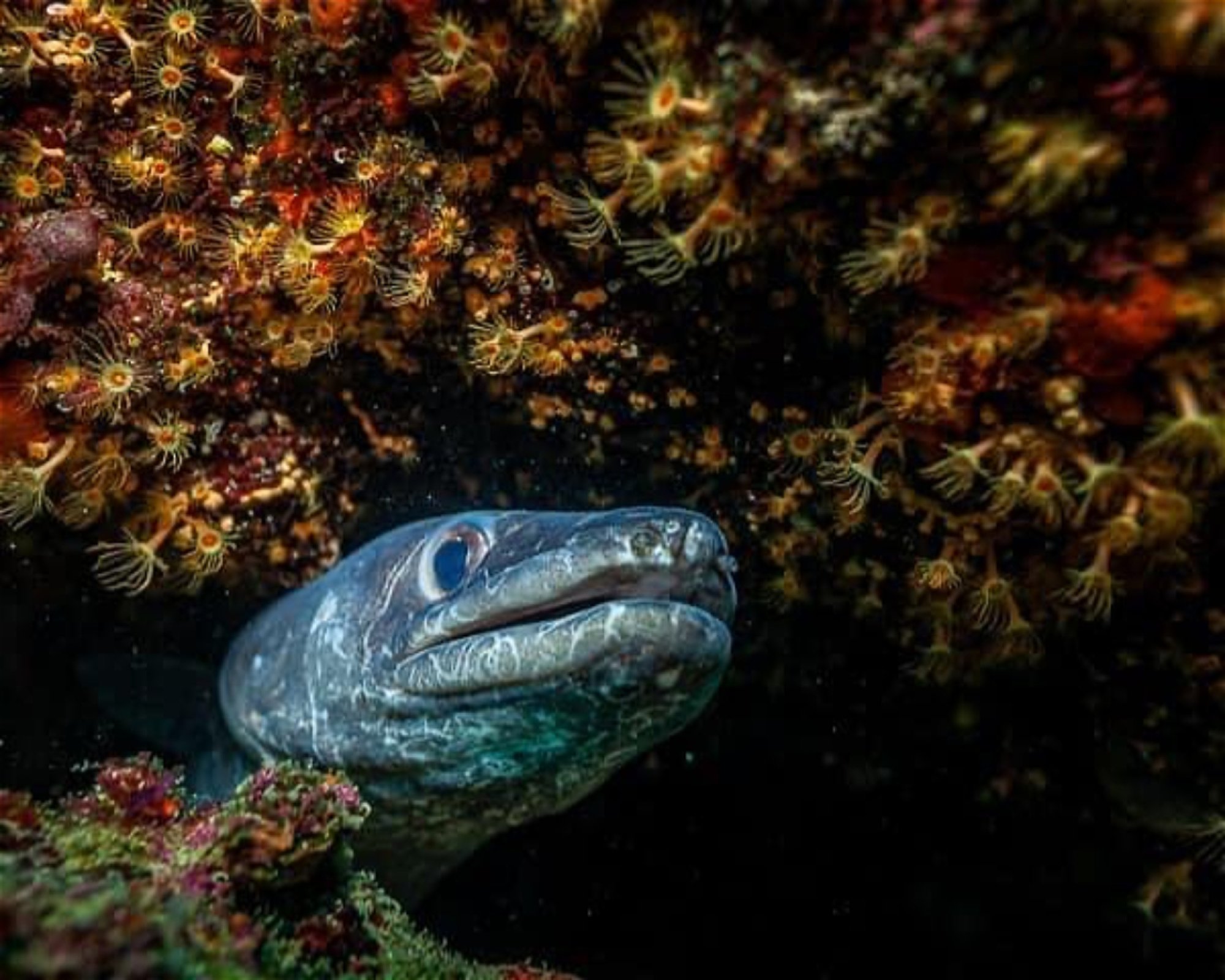 Diving Cres d.o.o., 51557 Cres