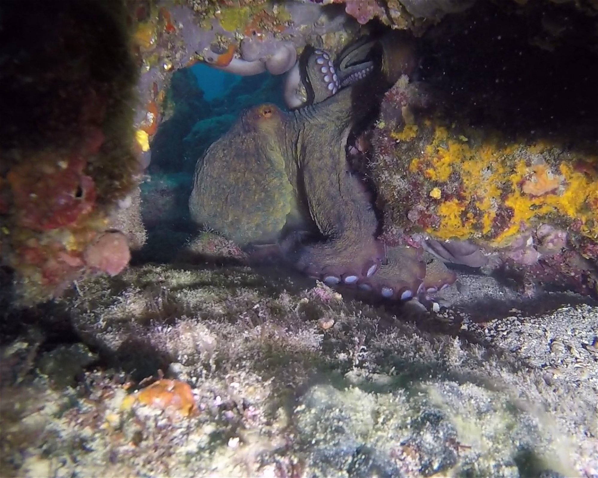 Diving Cres d.o.o., 51557 Cres