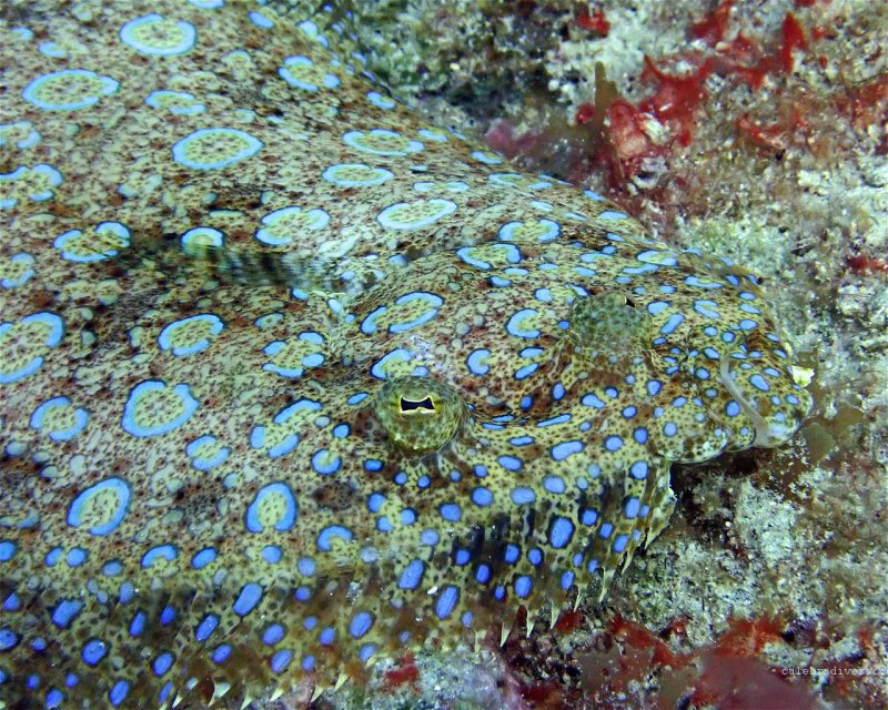 Divesite Image