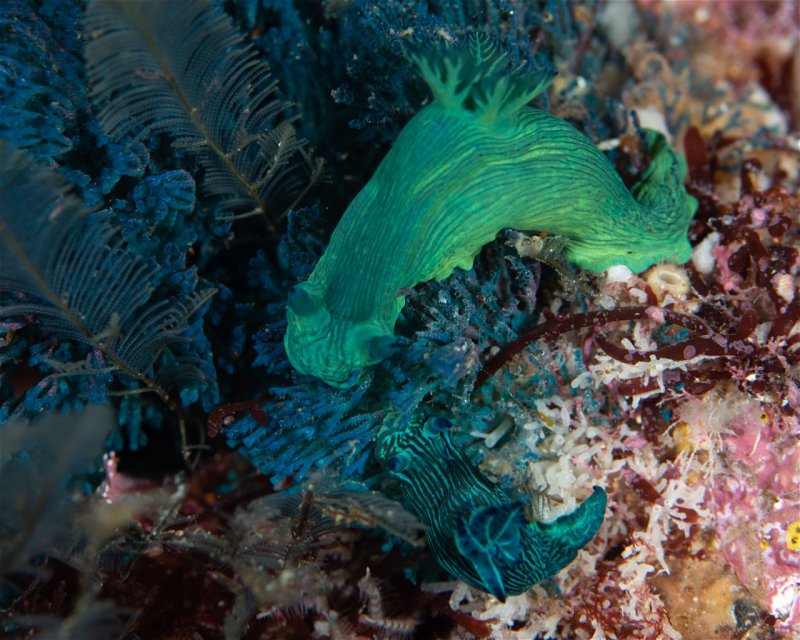 Divesite Image