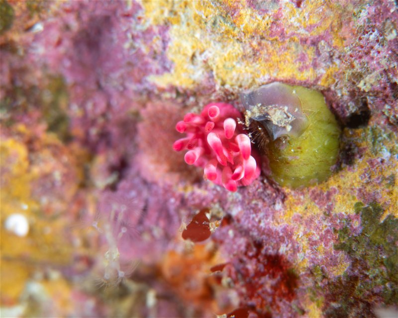 Divesite Image