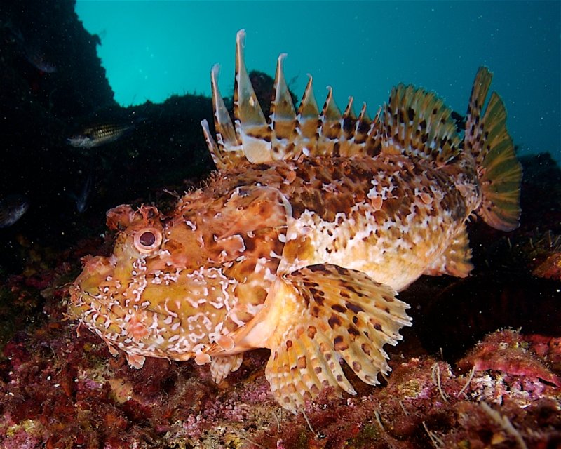 Divesite Image
