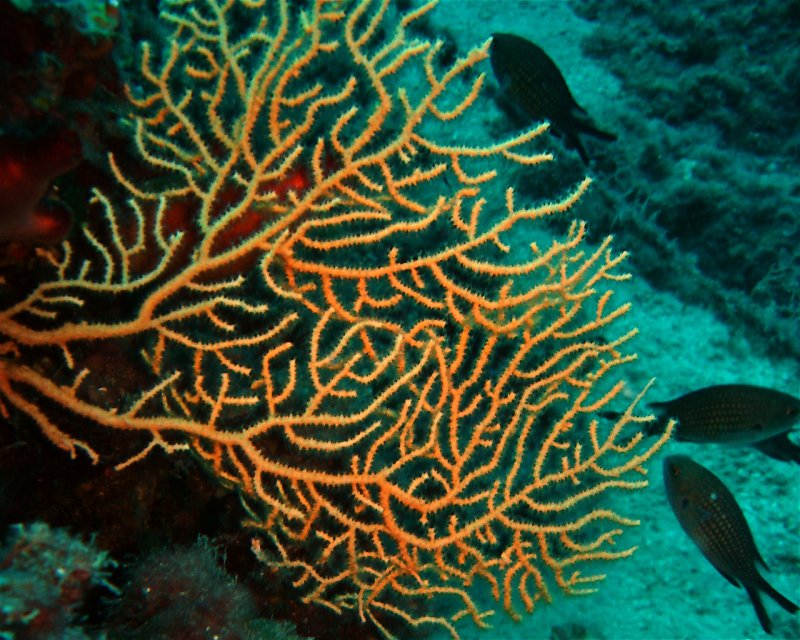 Divesite Image