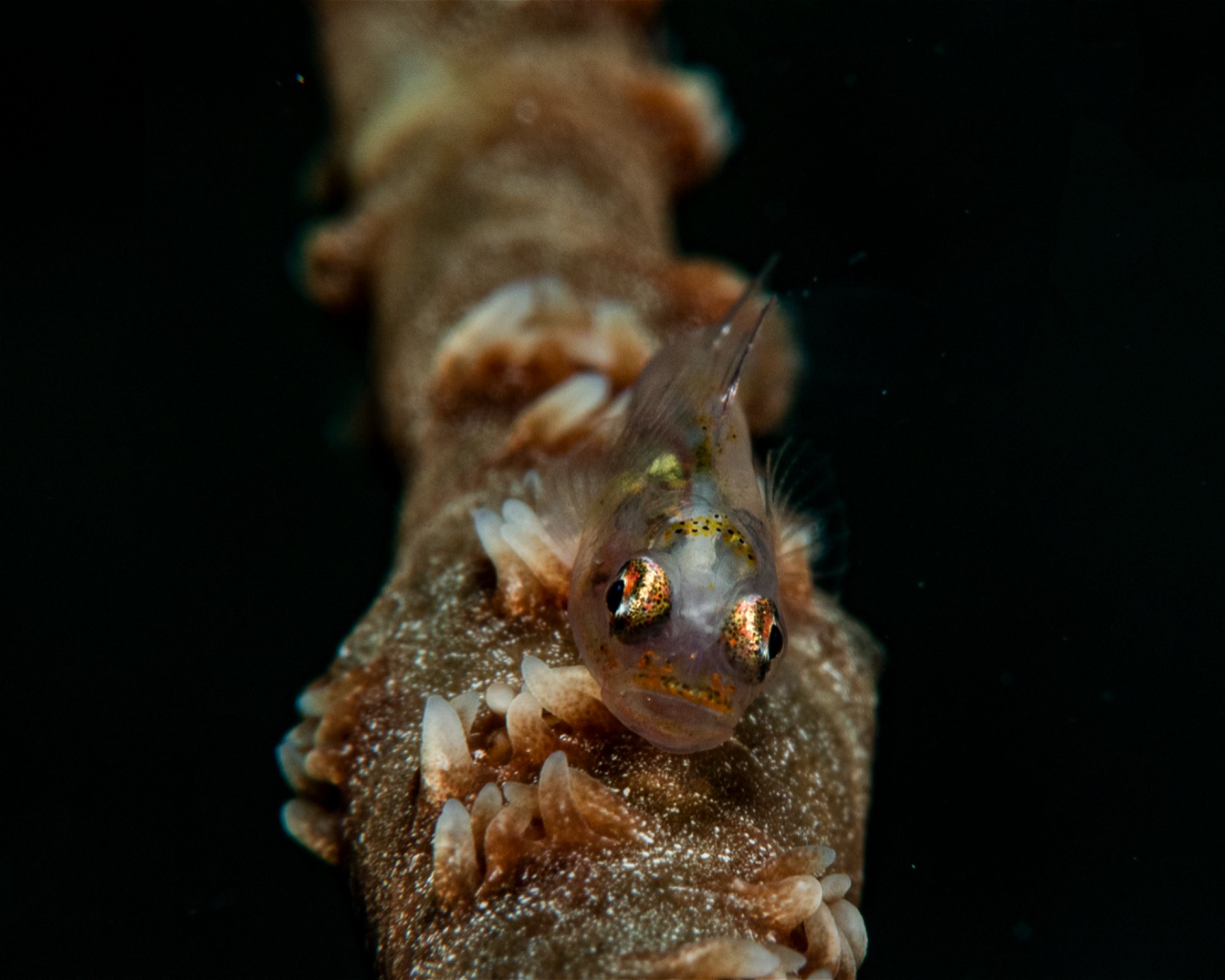 E&Z Diving Center, 6015 Lapu-lapu City