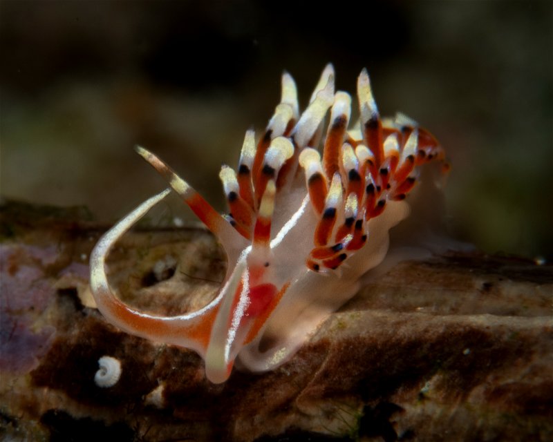 Divesite Image